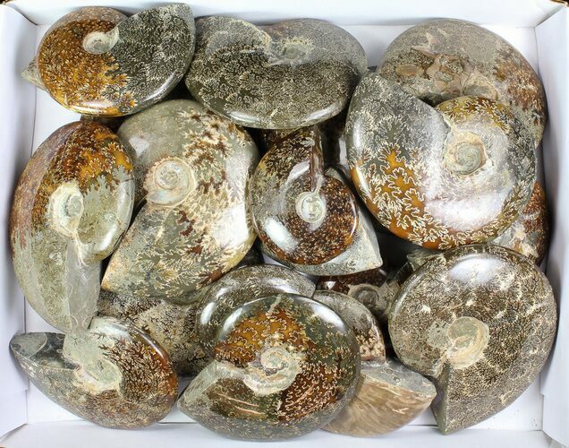 Lot: Lbs Beautiful Polished Ammonites - Pieces #76996